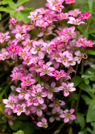 pink Saxifraga Welsh rose flowers growing in a rockery, alpine gardenの写真素材