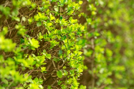 Green leaf pattern on spring bush, nature concept.の写真素材