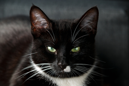 Portrait of a black and white domestic cat with green eyesの写真素材