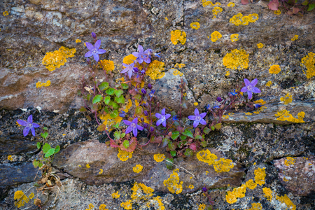 bluebells campanula in rock garden, grows wild on a wallの写真素材