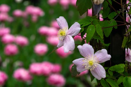pink Clematis Mayleen. A climbing plant in a Cottage garden setting with tulips on the background.の写真素材