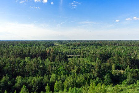 Beautiful vibrant background of spruce and pine forest with blue skyの写真素材