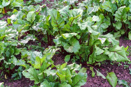 rows of young organic sprouts of red beetroot growing in the garden