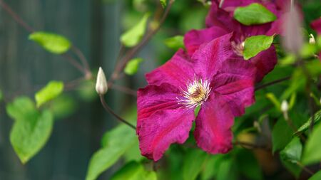 Purple clematis flowers blooming in summer gardenの写真素材