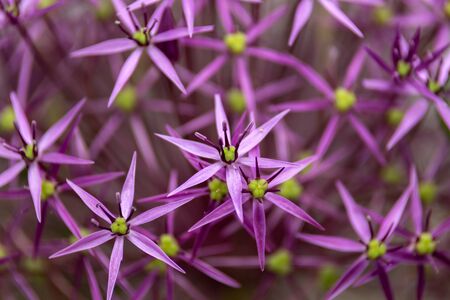 Flower head of Allium Purple Sensation Allium aflatunense in summer garden