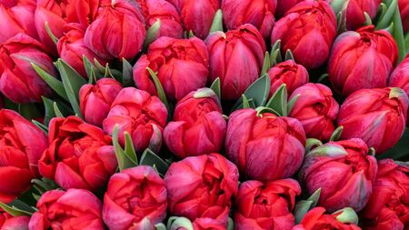 Giant bouquet of beautiful red tulips as background.
