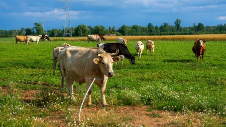 Cows grazing on green meadow with countryside landscape.