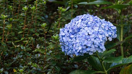 Blue Hortensia, hydrangea flowerin the garden, floral background.の写真素材