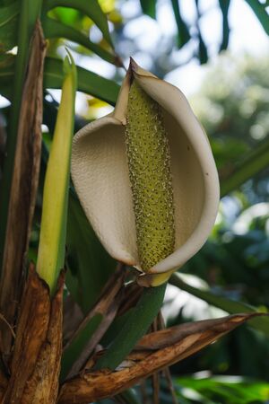 Monstera deliciosa white flower blooming in the Botanical garden