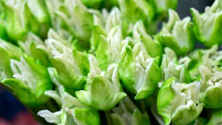beaytiful white and lime green Tulips for sale at flower market.の写真素材