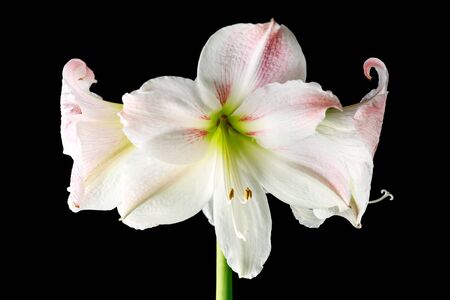 Amaryllis Hippeastrum Apple blossom white and pink flowers on black background.の写真素材