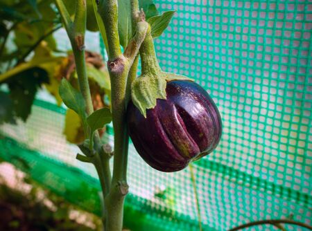 Aubergine, eggplant black beauty growing in summer kitchen garden.の写真素材