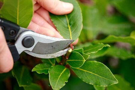 prunning laurel leaves tree, bay leaf growing in garden