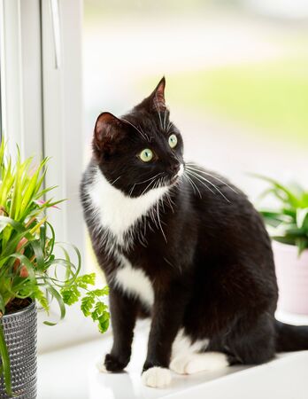 black and white Cat and house plants on window sill. Springの写真素材