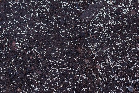 new lawn grass seeds on soil in spring garden