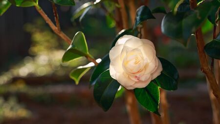 beautiful detail of the camelia flower on the bush in spring garden.の写真素材