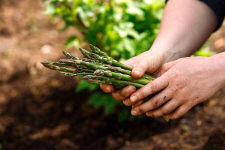 Close up of woman's hands holding freshly picked asparagus in spring vegetable, kitchen garden.の写真素材