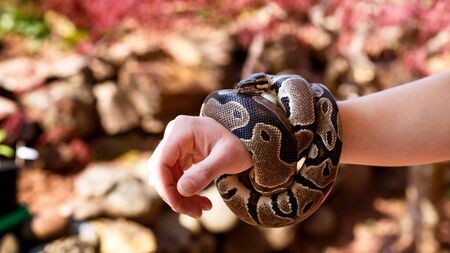 python, Boa Constrictor in the hands of manの写真素材