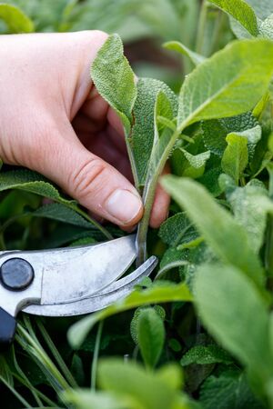 hand with secateurs picking Salvia officinalis bush plant in summer garden.