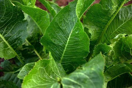 green Horseradish Armoracia rusticana plant with big leaves in summer kitchen gardenの素材 [FY310148038971]