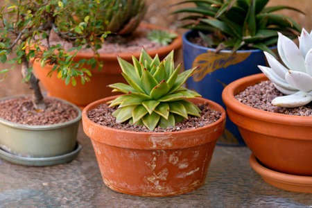succulent plant Echeveria agavoides Red Edge, the Molded wax agave in terracotta potの写真素材
