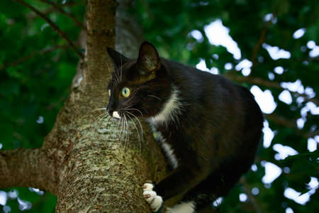 Portrait of a black cat with green eyes and a white jabot climbing ginkgo biloba tree in summer garden.の写真素材