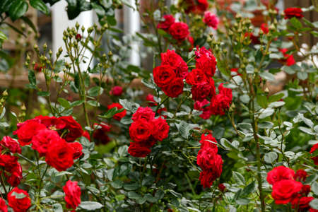 Red Stromboli Rosa rose flowers blooming in summer cottage garden.
