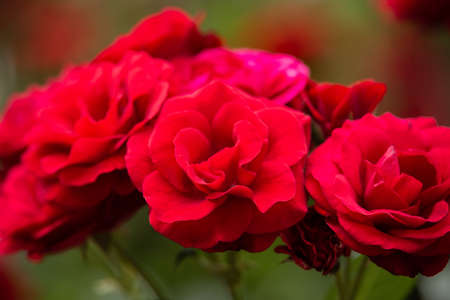 Red Stromboli Rosa rose flowers blooming in summer cottage garden