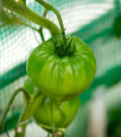 Green oxheart variety tomatoes on the vine in greenhouseの写真素材