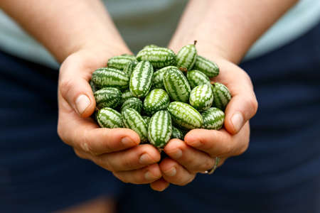 cucamelon, Melothria scabra or mousemelon, mexican fruit freshly harvested in farmer's hand in...