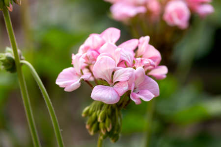 Geranium pelargonium plant with pink flowers in summer garden.