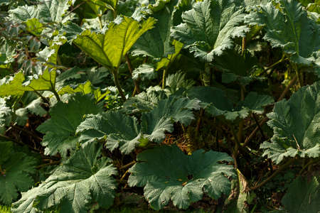 Gunnera manicata, known as Brazilian giant rhubarb plant.