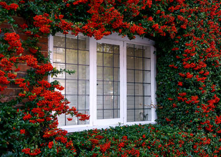 red pyrocantha climbing shrub growing around old english cottage window.