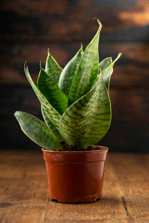 Sansevieria Mother-in-Laws Tongue, Snake Plant plant on a wooden backgroundの写真素材