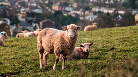 flock of sheep on a pasture feeding with English city on the background.