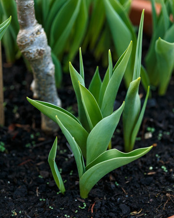 young Green tulip leaves Fresh spring plants foliage growing in terracotta pot in garden