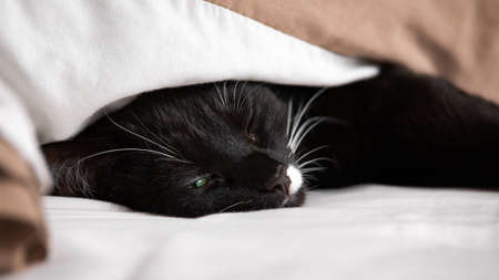 Christmas Rose Helleborus Flower in garden, close up, macro. Pink Helleborus Snow Roses or Helleborus x gladorfensis. Winter plant with flowers for use in pots or in gardenの写真素材