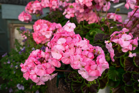 Pink garden bedding geranium flowers blooming in summer gardenの写真素材