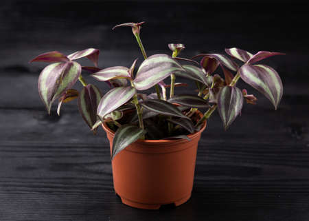 Tradescantia Zebrina Indoor House Plant growing in plastic potの写真素材