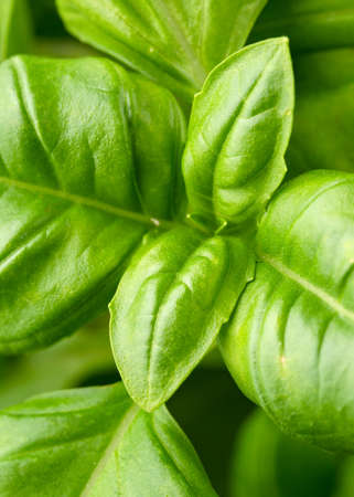 Fresh green organic basil leaves macro background.の写真素材
