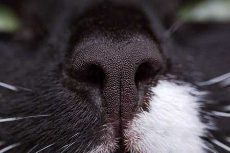 Black cats nose and white spot with whiskers and green eyes