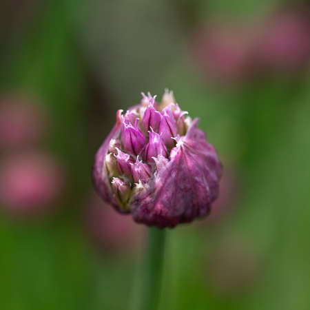 Flower bud of Allium Purple Sensation Allium in summer garden
