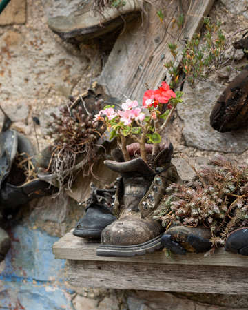 geranium plants with flowers growing in old boot, garden recycling conceptの写真素材