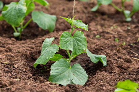 Cucumber gherkin Cucumis Sativus plant growing in summer kitchen gardenの写真素材