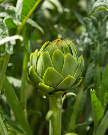 Green Globe artichoke flower bud in a vegetable kitchen garden.