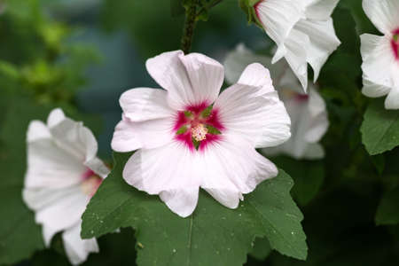 Lavatera Blushing Bride Barnsley Tree Mallow Flower in summer gardenの写真素材