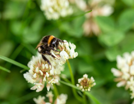 Bumblebee sitting on white clover flower in wild flower area in summer garden.の写真素材