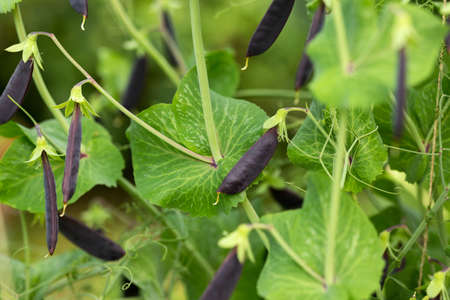 sweet purple Magnolia snap eat all pea growing in summer kitchen garden.の写真素材