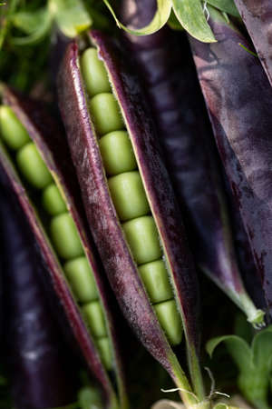 sweet purple Magnolia suagarsnap eat all peaの写真素材