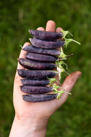 row of freshly picked sweet purple Magnolia suagarsnap eat all pea on gardeners farmers handの写真素材
